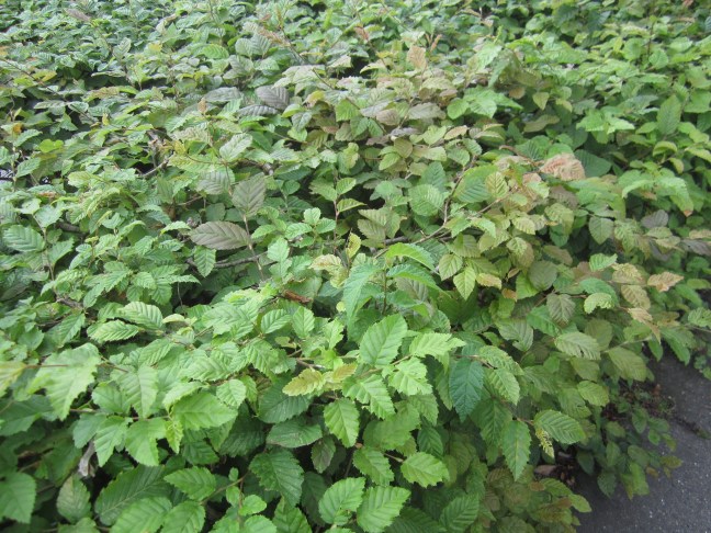 F459490B-EE94-4AC7-A811-17D8F9DB5EFC